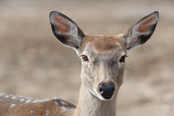 Big ears and eyes of a dappled deer female — Stock Photo, Image