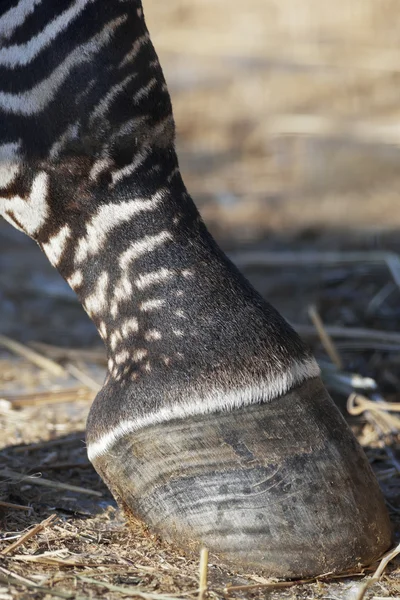 Дах зебри — стокове фото