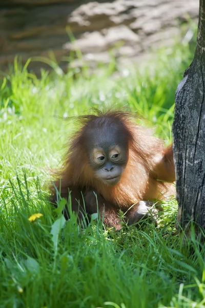 Çocuk merakı. orangutan bebek dünya araştırıyor. — Stok fotoğraf