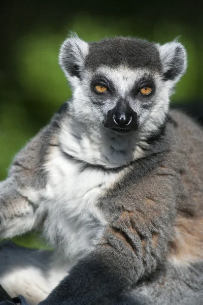 Güneşlenmek lemuru Ring-Tailed — Stok fotoğraf