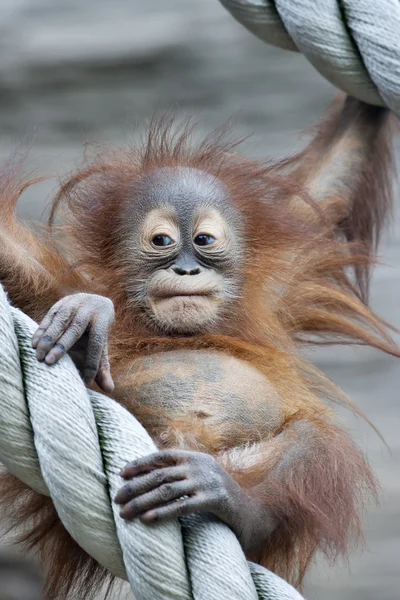 En ung orangutang efter torget måltid — Stockfoto
