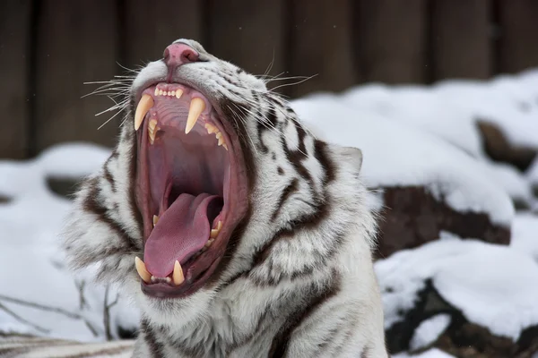 A white bengal tiger shows dentist his teeth — Stock Photo, Image