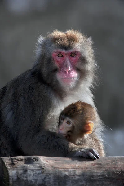 Mother and her baby of Japanese macaques — Stock Photo, Image