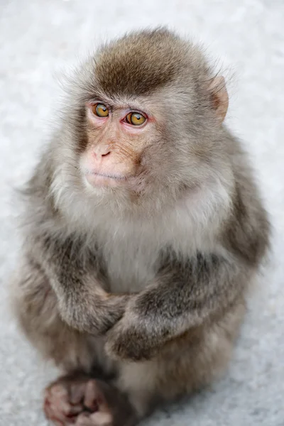 Feeling cold young Japanese macaque — Stock Photo, Image