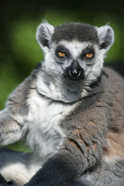 Sola ring-tailed lemur Royaltyfria Stockfoton