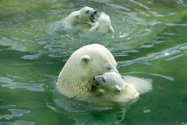 Een familie van ijsberen in het zwembad Rechtenvrije Stockfoto's