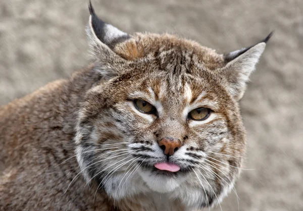 Pink tongue of a red bobcat female — Stock Photo, Image