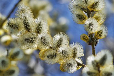 Willow çiçeği mavi zemin üzerine