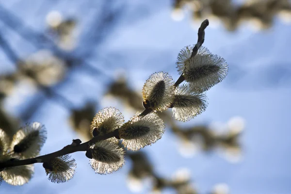 Lovely blossom of willow — Stock Photo, Image