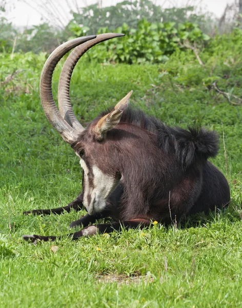 A black buck, lying on green grass — Stock Photo, Image