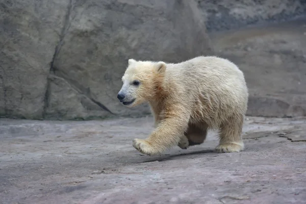 Ejecutando bebé oso polar — Foto de Stock