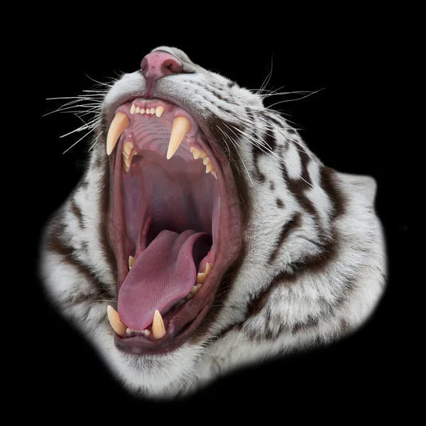 Um tigre de bengala branco mostra os dentes ao dentista. Retrato de close-up de um grande gato selvagem, isolado em fundo preto. Arma natural de animal perigoso . — Fotografia de Stock