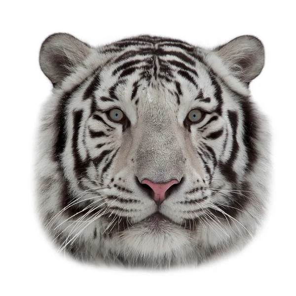 Stare of a white bengal tiger in snowflakes. Closeup portrait of a big whild cat, isolated on white background. The mask of a beautiful and dangerous beast. — Stock Photo, Image