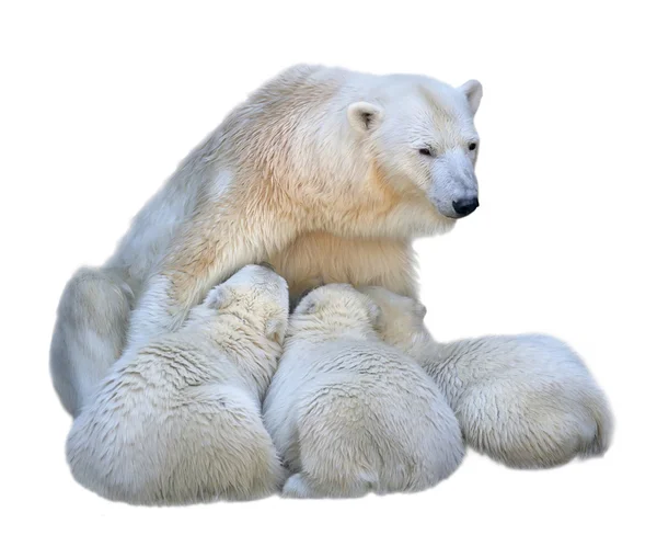 Fütterung Eisbärmutter mit ihren Jungen. Familienporträt, isoliert auf weißem Hintergrund. Wilde Schönheit gefährlicher Tiere. — Stockfoto