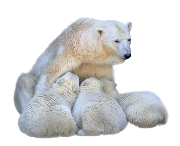 Кормящая мать белого медведя со своими детенышами. Семейный портрет, изолированный на белом фоне. Дикая красота опасных зверей
.
