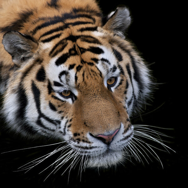Top face portrait of a Siberian tiger on black background. Wild beauty of the most dangerous and mighty beast. Menacing stare of severe raptor.