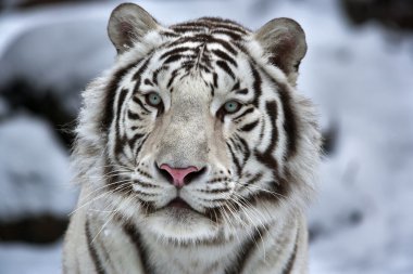 genç bir beyaz bengal kaplanı Glamour portresi