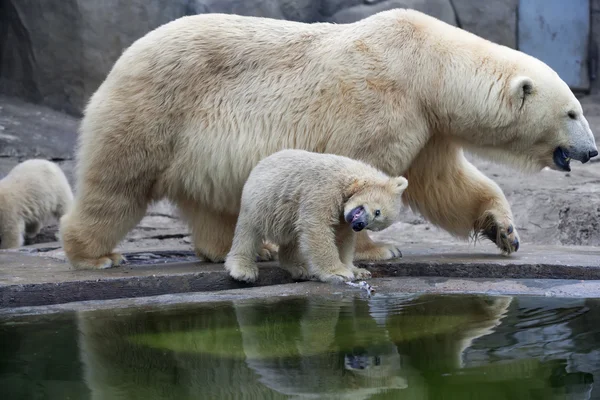 Een ongebruikelijke blik op de wereld van een ijsbeer baby — Stockfoto