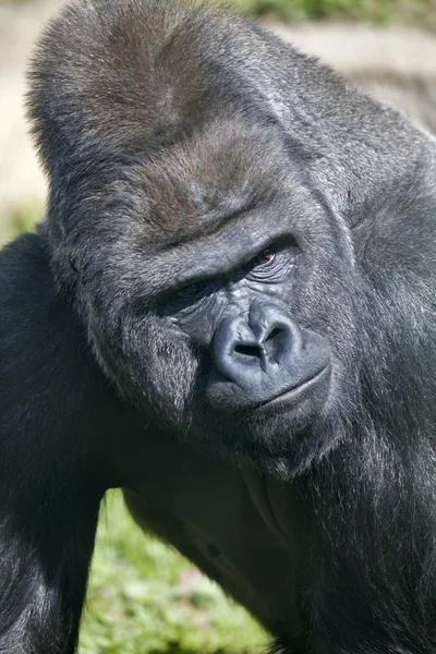 Side look of a silverback. Gorilla male observes his domain. — Stock Photo, Image