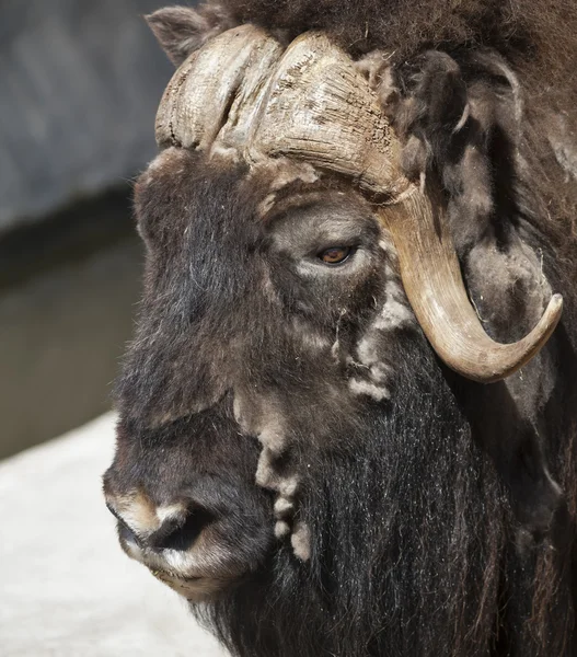 A side face portrait of molting musk buffalo — Stock Photo, Image