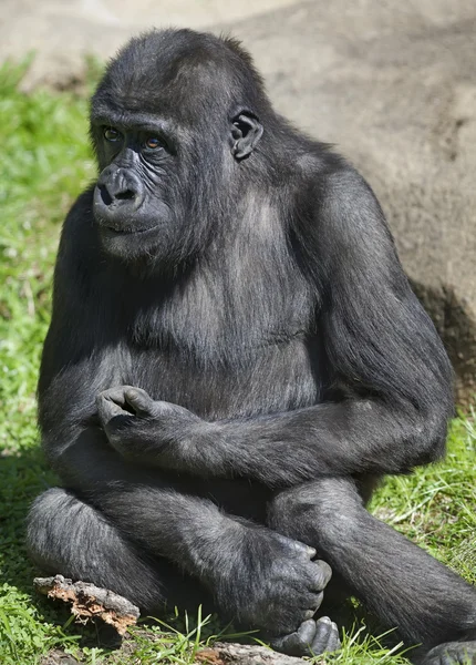 Hard thoughts of gorilla boy. An example of man expression by anthropoid apes. — Stock Photo, Image