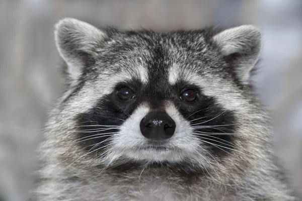 A macro portrait of a racoon with wet black nose. — Stock Photo, Image