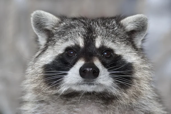 A macro portrait of a racoon with wet black nose.