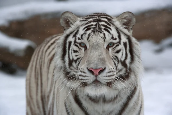 A calm white bengal tiger among snow. — Stock Photo, Image