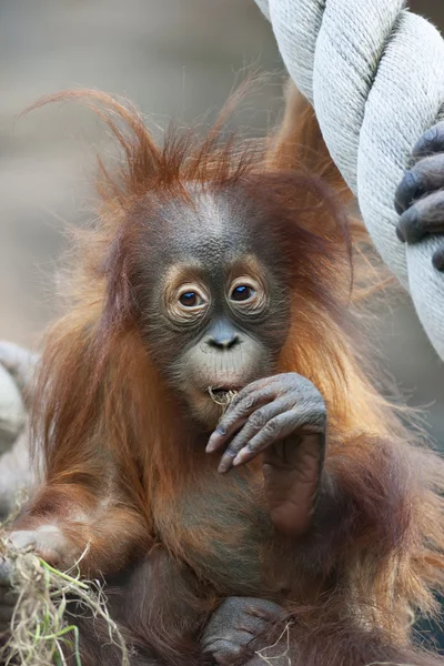 Överraskande av en orangutang baby, degusting världen. — Stockfoto