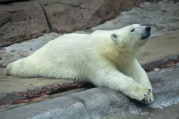 En ung isbjörn, liggande på magen. — Stockfoto