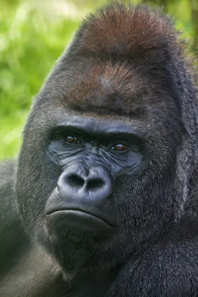 Retrato de un dorso plateado sobre fondo verde. Gorrila macho adulto. La cabeza de un gorila femenino . — Foto de Stock