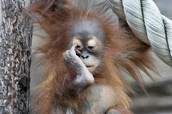 Musa av orangutang baby. unchildish uttryck för en ung apa. — Stockfoto