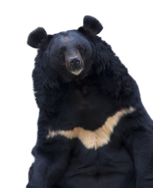 göz-göz teması ile Asya kara ayısı.