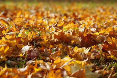 güzel doğal sonbahar arka plan ile akçaağaç ağaç yere düşen yapraklar.