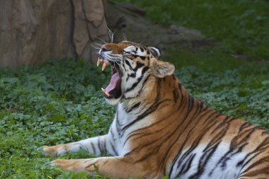 esneme bir siberian tiger erkek, yeşil çim ve kayalık arka plan üzerinde yalan.