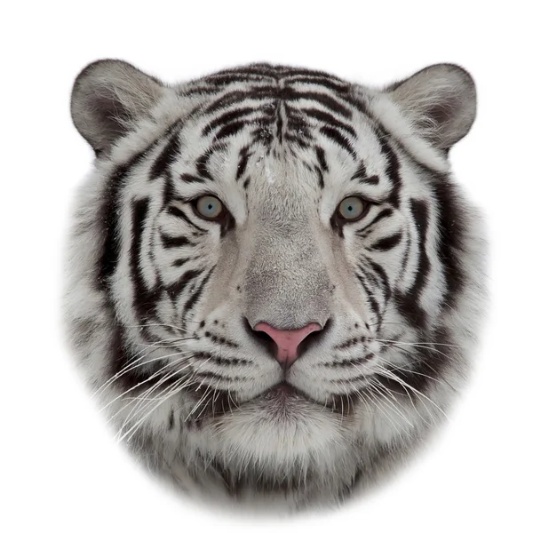 Βλέμμα του μια άσπρη τίγρη της Βεγγάλης, ξαπλωμένο στο χιόνι. — Φωτογραφία Αρχείου