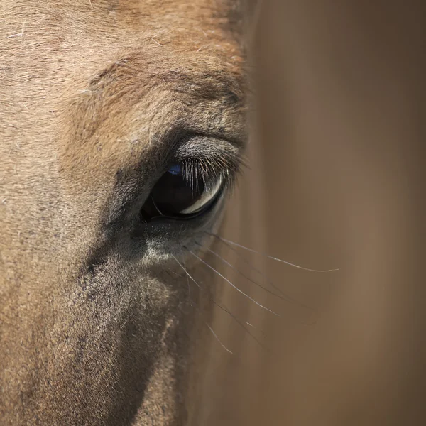 Primer plano de un ojo de caballo salvaje . — Foto de Stock