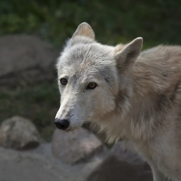 Starren eines mausernden Polarwolf-Weibchens. — Stockfoto