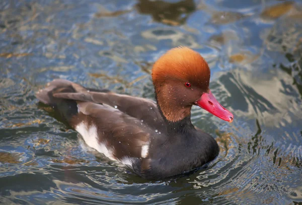 Portretul de închidere al unui pochard cu creastă roșie (Netta rufina) pe fundal natural (înot în iaz ). — Fotografie, imagine de stoc