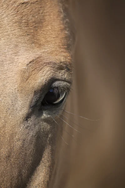 Closeup shot of a wild horse eye. Przewalski's horse (Mongolian wild horse). — Stock Photo, Image