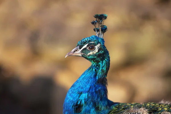 Una cabeza de un pavo real azul . — Foto de Stock