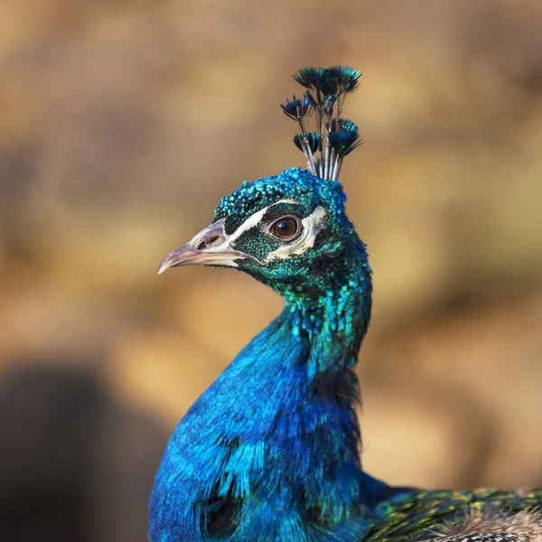 Uma cabeça de um pavão azul . — Fotografia de Stock