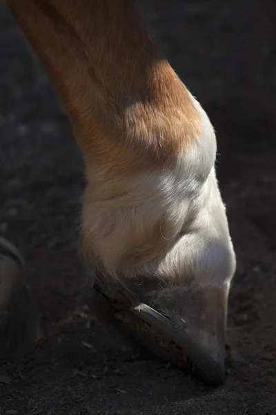 Сlose up shot of a sunlit horse front hoof with iron horseshoe. — Stock Photo, Image