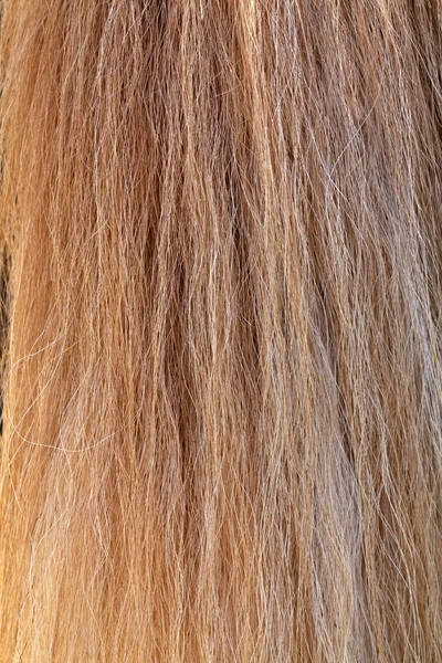Textur-Makroaufnahme eines mehrfarbigen Pferdeschwanzes als Hintergrund. — Stockfoto
