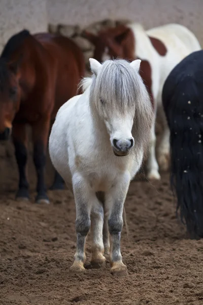 A full length portrait of a small gray hairy horse. — Stock Photo, Image