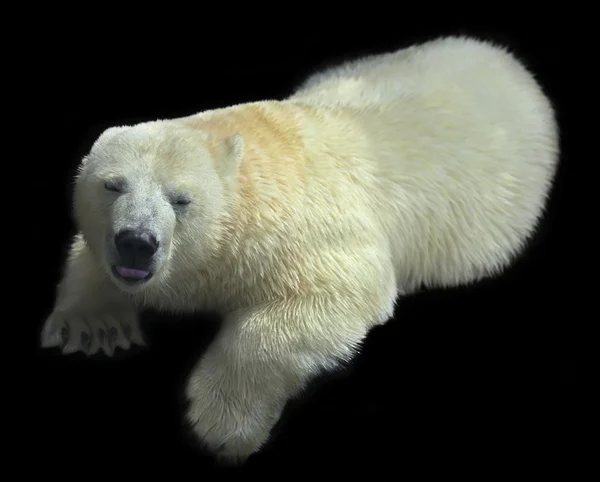 Um urso polar torcido e sonolento macho, isolado em fundo preto . — Fotografia de Stock