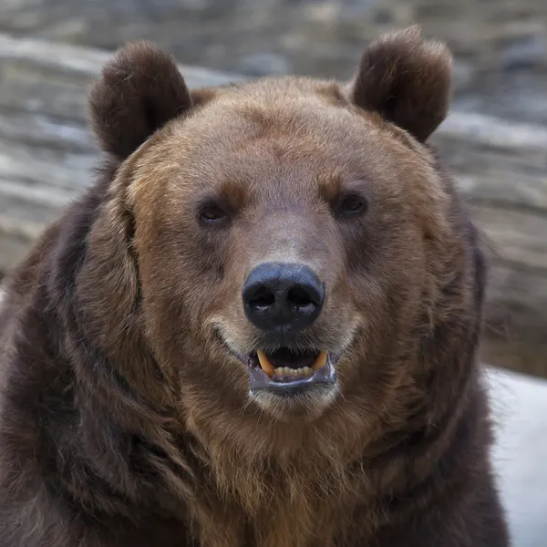 Closeup portrait of a brown bear with open chaps. — Stock Photo, Image