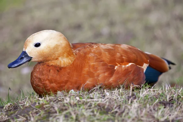 Retrato de cara lateral de un pato roody, muy hermoso pato naranja, Tadorna ferruginea . — Foto de Stock