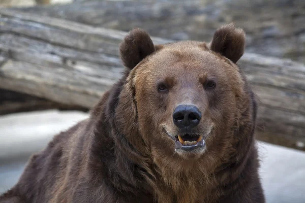 Sneer mueca en la cara de una hembra oso pardo . —  Fotos de Stock