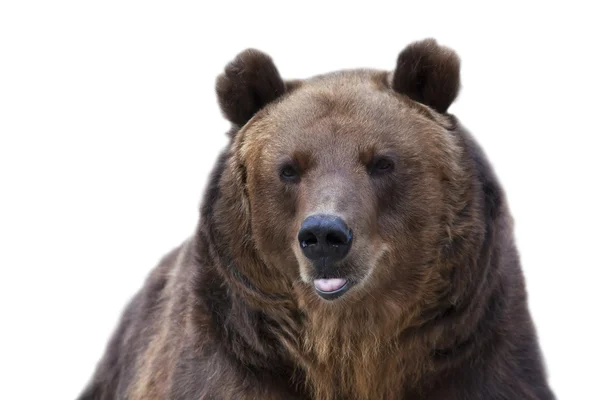 Een tease bruine beer vrouw toont haar roze tong. — Stockfoto
